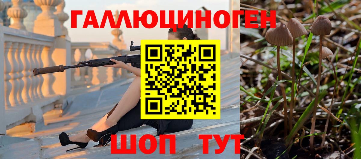 Новошахтинск  Псилоцибиновые грибы Psilocybine cubensis  Вход с VPN 